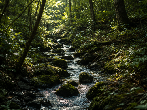 Embodied Resilience – Somatic & Outdoor Micro-Interventions (3HR)